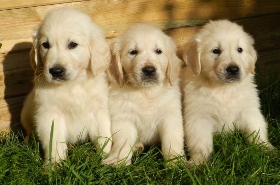 金毛几个月开始换毛