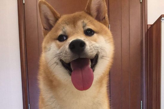 博美需要剃胎毛吗