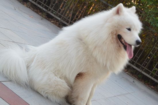看家护院什么狗最好