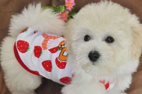 新人养比熊犬注意事项