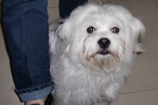 新人养比熊犬注意事项