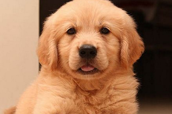 如何养柯基犬
