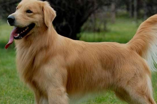 如何养柯基犬