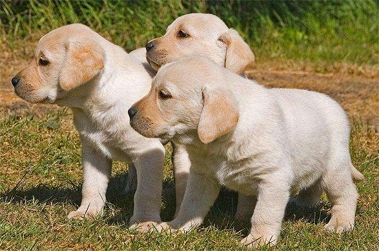 如何养柯基犬