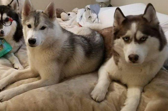 为什么养柴犬的人很少