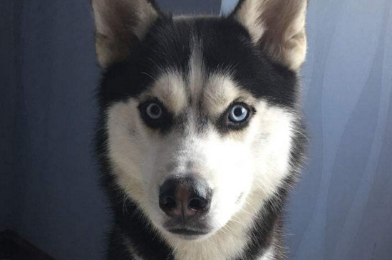 为什么养柴犬的人很少