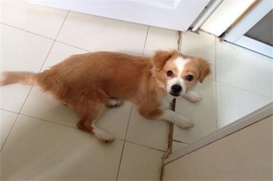 小德牧吃什么长得快