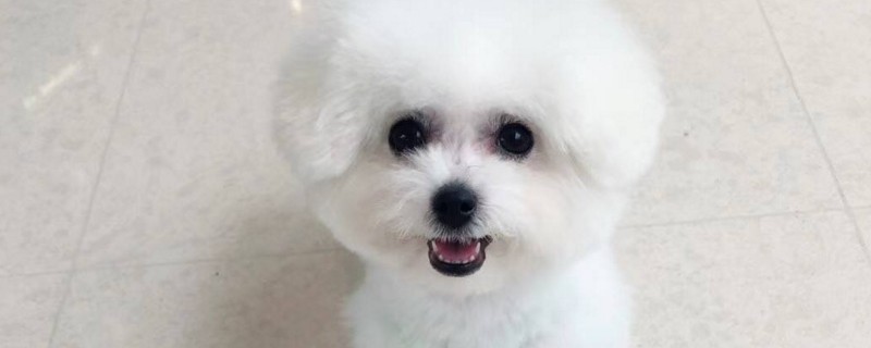 成年狗能吃幼犬狗粮吗