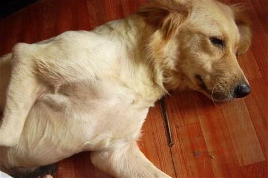 养狗需要办什么证