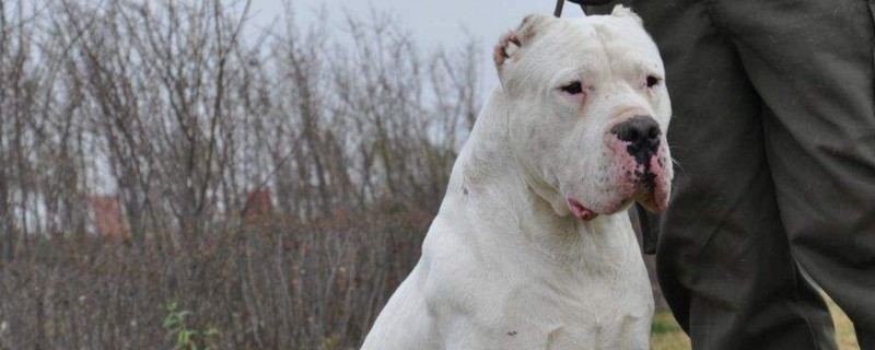 恶霸犬为啥养的都后悔