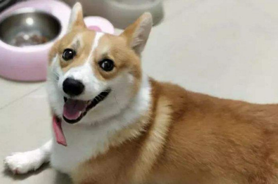 十大温顺狗排行榜，性格友善体贴适合家养的十种狗狗