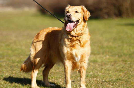 无车一族怎么带狗出行