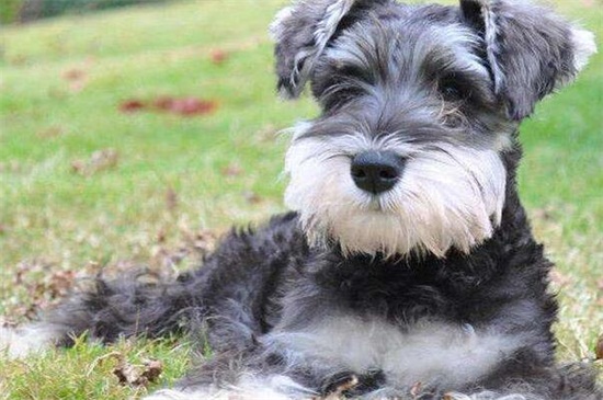 无车一族怎么带狗出行