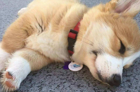 怎么训练柯基犬,训练柯基的四个方法