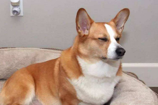 怎么训练柯基犬,训练柯基的四个方法