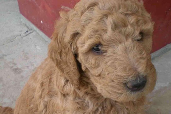 贵宾犬的价格,一般价格在800~4000元不等