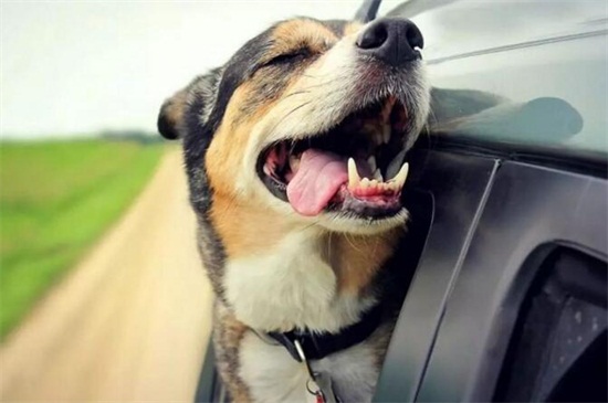 德国牧羊犬咬人吗