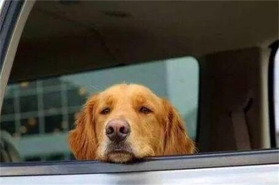 怎么判断是不是疯狗