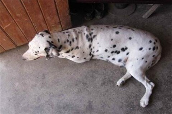 怎么判断是不是疯狗