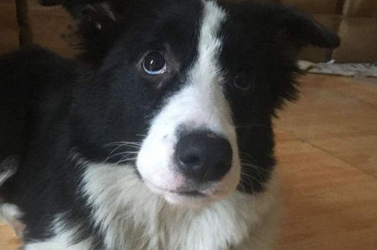 边境牧羊犬的寿命,能活13~14年喂养得当能延长寿命