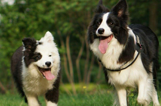 边境牧羊犬的寿命,能活13~14年喂养得当能延长寿命