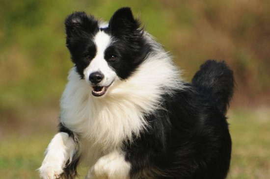 边境牧羊犬的寿命,能活13~14年喂养得当能延长寿命