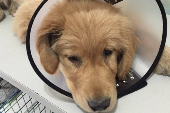 犬瘟的治疗方法,及时送医服用药物缓解病情
