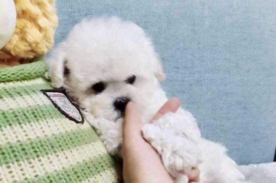 犬瘟的治疗方法,及时送医服用药物缓解病情