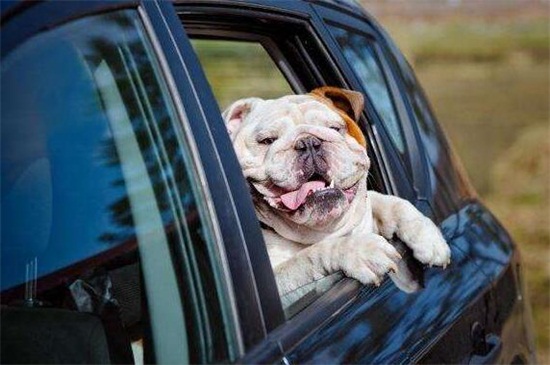 主人为什么不能打德牧