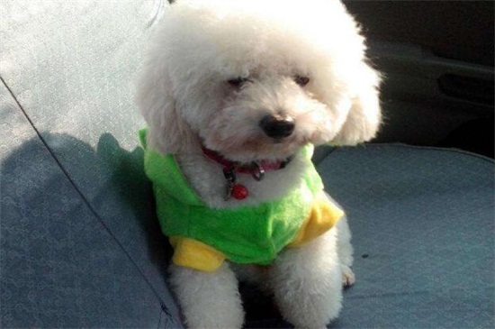 主人为什么不能打德牧