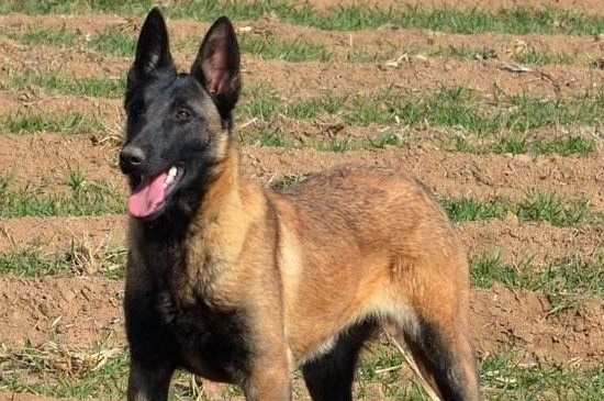 狗狗能吃煮花生米吗