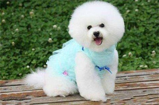 斑点狗为什么禁养