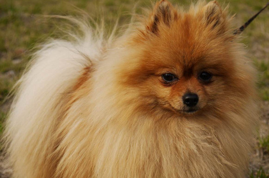 上海比熊犬多少钱一只