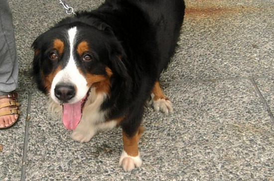 伯恩山犬为什么养的少,伯恩山犬缺点太多没人养