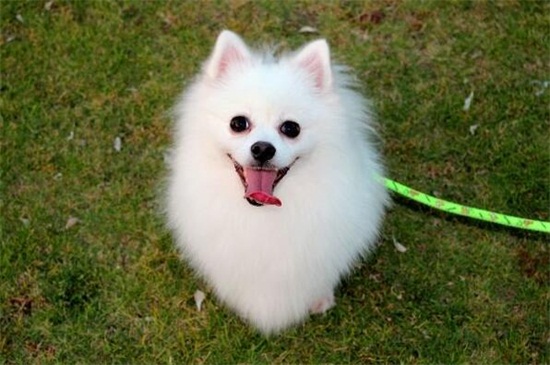 柴犬怎么养