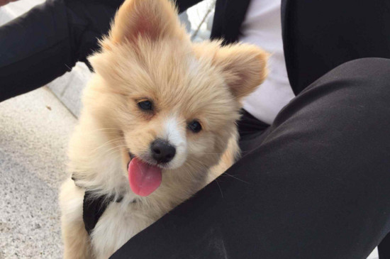 德牧幼犬喂养技巧