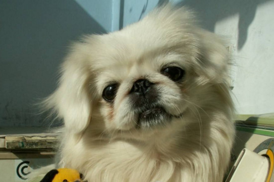 最漂亮的中华田园犬,中国细犬高贵优雅且速度堪比猎豹