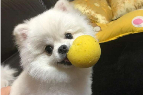 狗被其他狗咬了怎么办