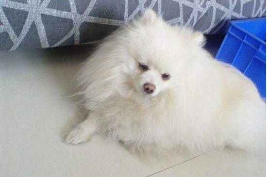 狗被其他狗咬了怎么办