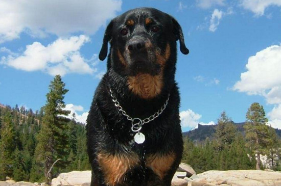 拉布拉多犬怎样训练