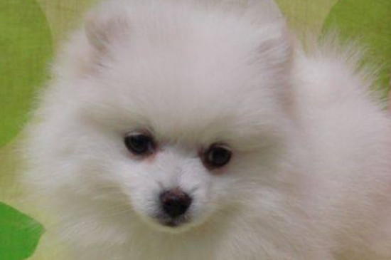 怎么训练狗狗坐下