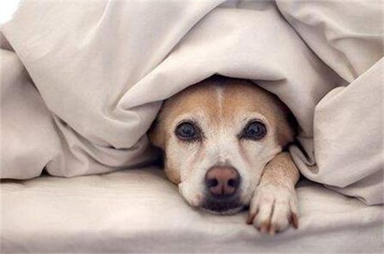 不纯种蝴蝶犬价格多少