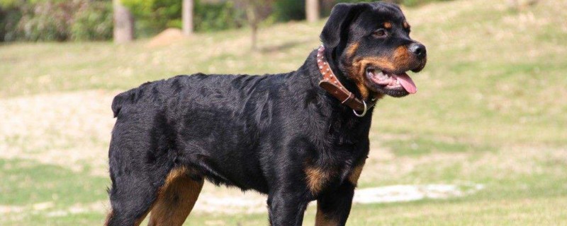 蝴蝶犬怎么训练大小便