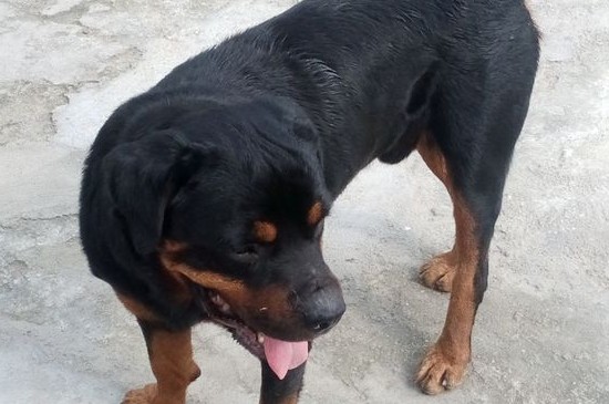 蝴蝶犬怎么训练大小便