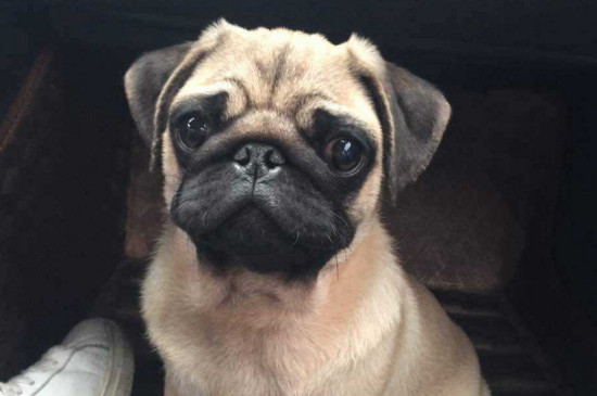 养巴哥犬的好处