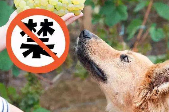 狗狗为什么不能吃葡萄