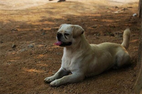 狗狗为什么不能吃葡萄