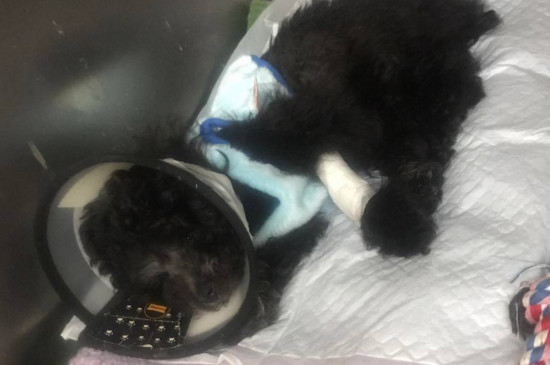 幼犬细小初期症状