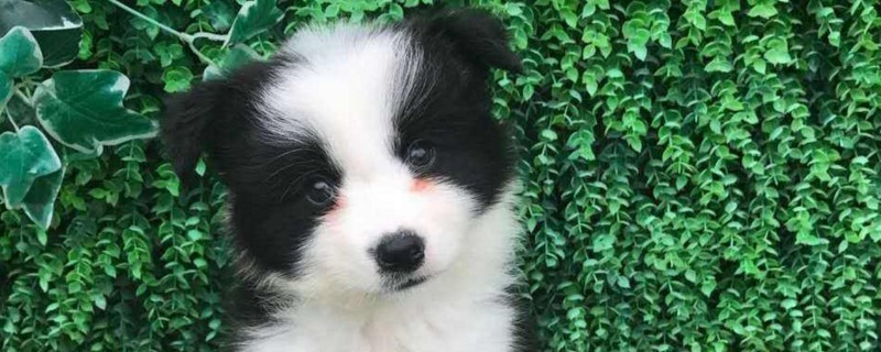 狗狗怎么办托运
