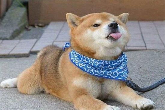 适合家养的霸气巨型犬